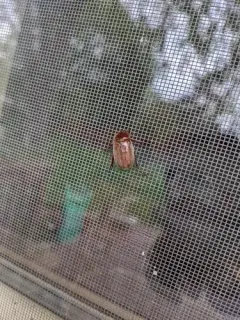 Phyllophaga crenulata thumbnail 2