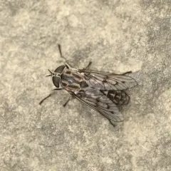 Reinwardt's Horse Fly thumbnail 3