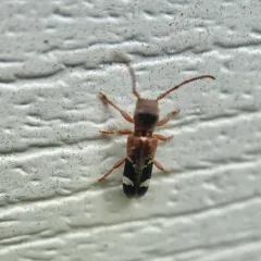 Currant-tip Borer thumbnail 1