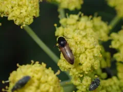Idolus occidentalis thumbnail 4