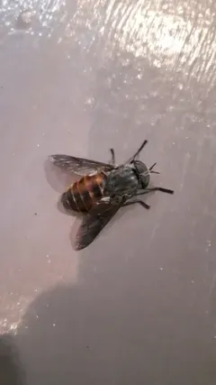 Hybomitra affinis thumbnail 2