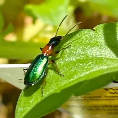 Calleida punctata thumbnail 3