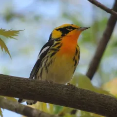 Blackburnian Warbler thumbnail 3