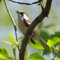 Chestnut-sided Warbler thumbnail 4
