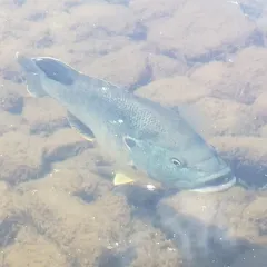 Green Sunfish thumbnail 2
