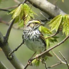 Savannah Sparrow thumbnail 3