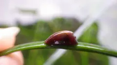 Surfgrass Limpet thumbnail 1