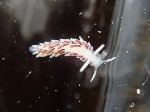 Shiny Aeolid