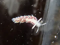 Shiny Aeolid thumbnail 1