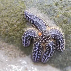 Forbes's Sea Star thumbnail 4