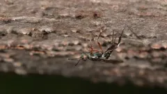 Metapelma spectabilis thumbnail 4