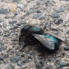 Blue Orchard Bee thumbnail 4