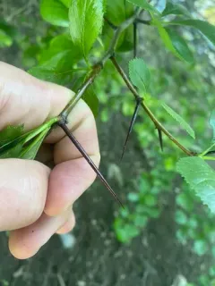 Broad-leaved Cockspurthorn thumbnail 2