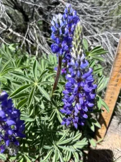 Hairy Bigleaf Lupine thumbnail 3