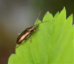 Germar's reed beetle thumbnail 1