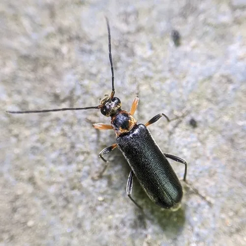 Grammoptera exigua