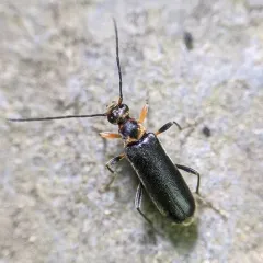 Grammoptera exigua thumbnail 1