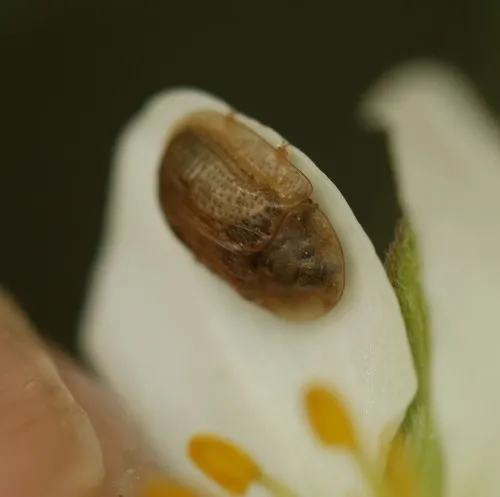 Cassida flaveola