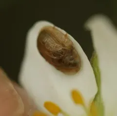 Cassida flaveola thumbnail 1