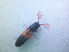 Isorhipis ruficornis thumbnail 1