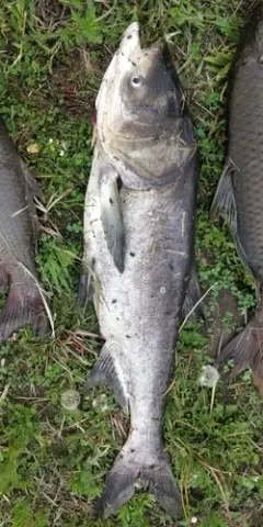 Bighead Carp thumbnail 1