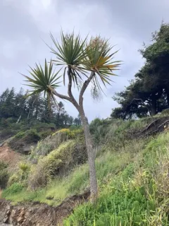 New Zealand cabbage tree thumbnail 1