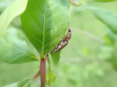 Gray Click Beetle thumbnail 1