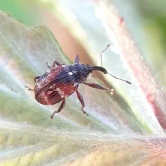 Anthonomus signatus thumbnail 1