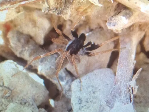 Pardosa saxatilis