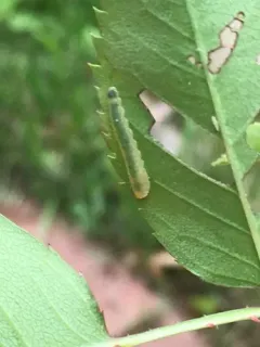 Rose Slug Sawfly thumbnail 3