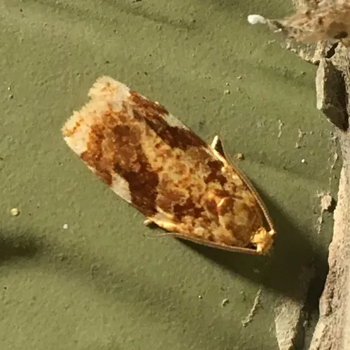 Red-banded Leafroller Moth
