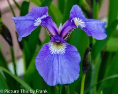 Beach-head Iris thumbnail 2