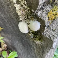 False Puffball thumbnail 4