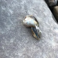 Quagga Mussel thumbnail 4