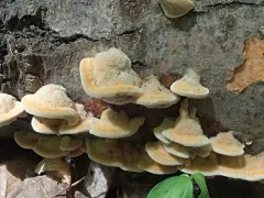 Inocutis rheades thumbnail 4