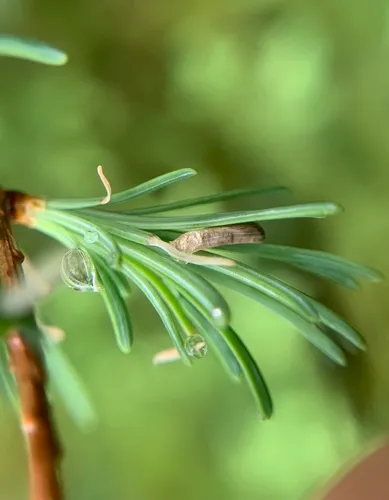 Larch Casebearer Moth