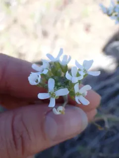 Whited's Fissurewort thumbnail 3