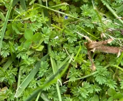 Field Parsley Piert thumbnail 3