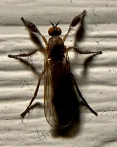 Hilara seriata thumbnail 3