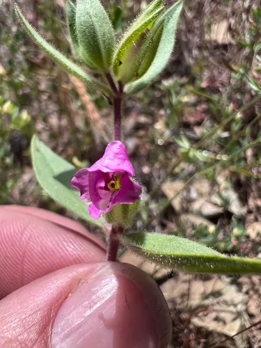 Bolander's monkeyflower