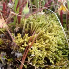 Fountain Apple-moss thumbnail 2