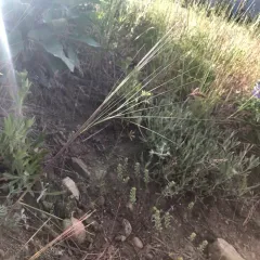 Needle-and-thread Grass thumbnail 2