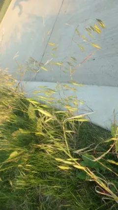 Field Brome thumbnail 4
