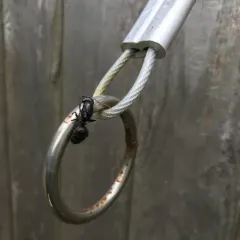 Eastern Black Carpenter Ant thumbnail 4