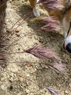 Red Brome thumbnail 3