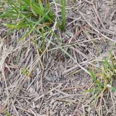 Ulke's Mound Ant thumbnail 4