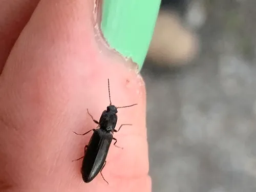 Ctenicera angularis