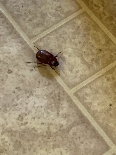 Phyllophaga crassissima