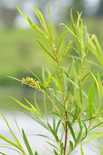 interior sandbar willow