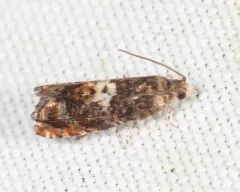 Blueberry Tip Borer Moth thumbnail 2